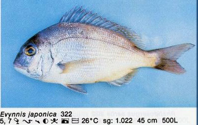 Evynnis japonica